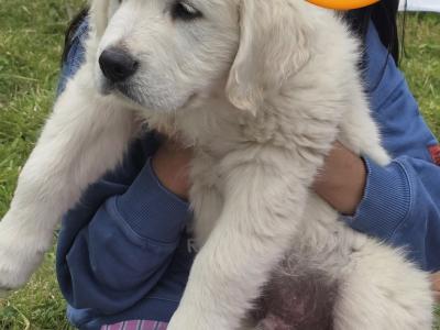 🌟 Beautiful Golden Retriever Boy – House Trained & Ready Now