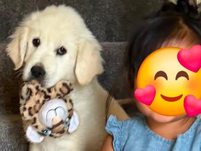 🌟 Beautiful Golden Retriever Boy – House Trained & Ready Now