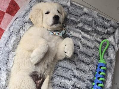 🌟 Beautiful Golden Retriever Boy – House Trained & Ready Now
