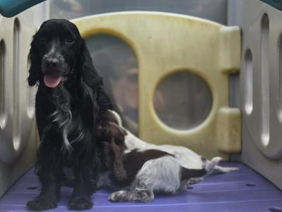 Cocker Spaniels in Armagh