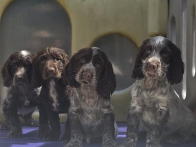 Cocker Spaniels in Armagh