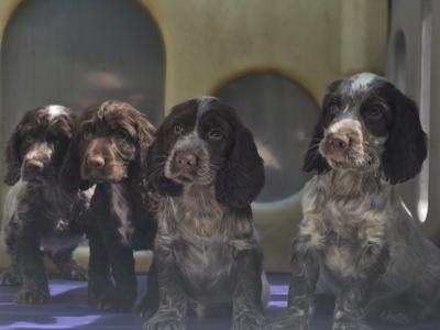 Cocker Spaniels in Armagh