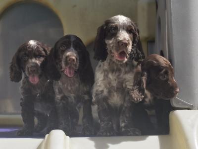Cocker Spaniels in Armagh