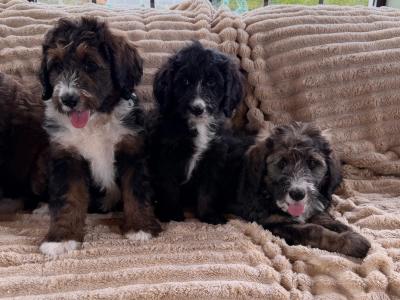 Bernedoodle puppies in Meath