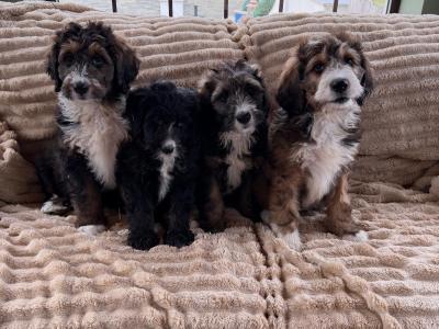 Bernedoodle puppies in Meath