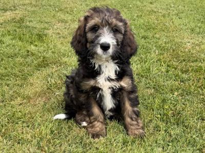 Bernedoodle puppies in Meath