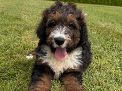 Bernedoodle puppies in Meath