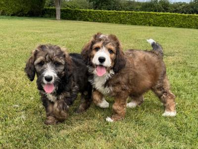 Bernedoodle puppies in Meath