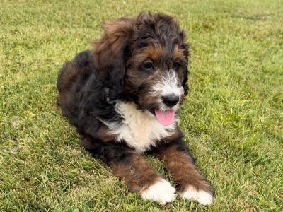 Bernedoodle puppies in Meath