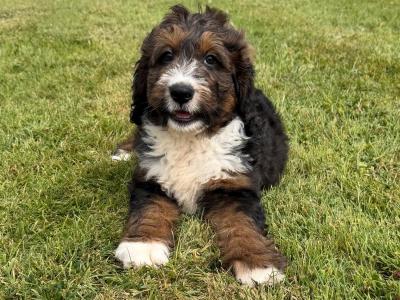 Bernedoodle puppies in Meath