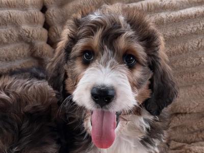 Bernedoodle puppies in Meath