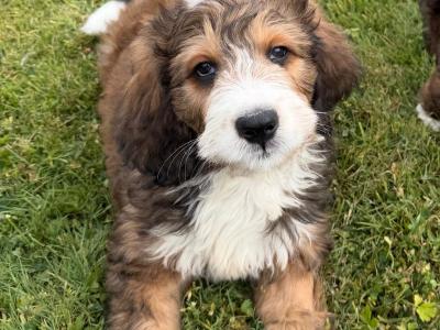 Bernedoodle puppies in Meath