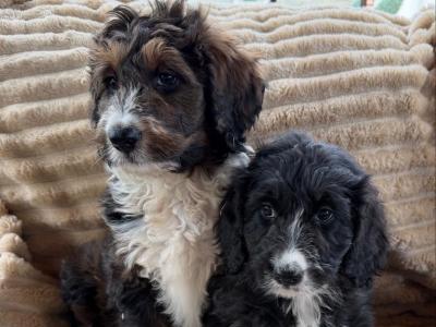 Bernedoodle puppies in Meath