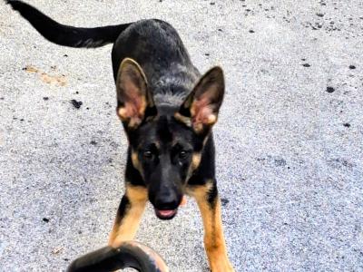 Purebred German Shepherd puppies in Tipperary