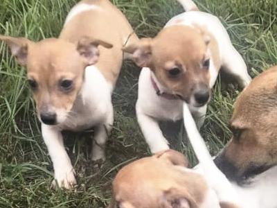 Beautiful Jack Russell puppies in Cork
