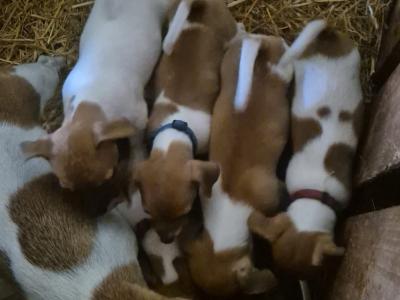 Beautiful Jack Russell puppies in Cork