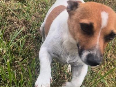 Beautiful Jack Russell puppies in Cork