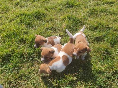 Beautiful Jack Russell puppies in Cork