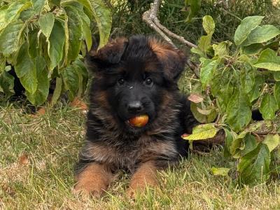 Top Quality German Shepherd puppies in Waterford
