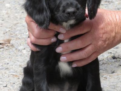 IKC pending Cocker Spaniel puppies in Waterford