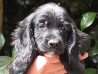 IKC pending Cocker Spaniel puppies in Waterford
