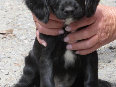 IKC pending Cocker Spaniel puppies in Waterford