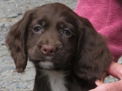 IKC pending Cocker Spaniel puppies in Waterford