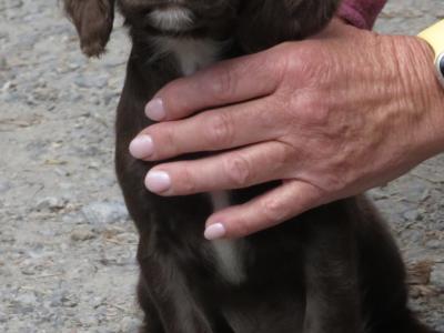 IKC pending Cocker Spaniel puppies in Waterford
