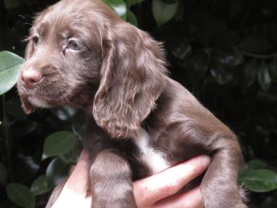 IKC pending Cocker Spaniel puppies in Waterford