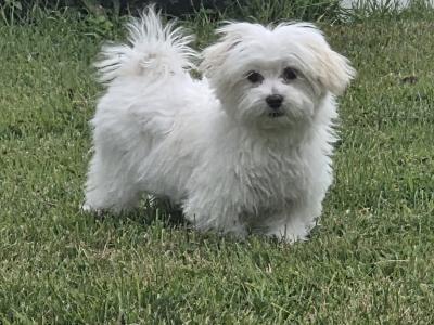 Gorgeous male Maltese puppies for sale in Limerick - looking for the Next Chapter in Their Lives ❤️