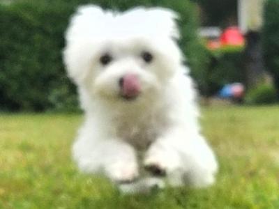Gorgeous male Maltese puppies for sale in Limerick - looking for the Next Chapter in Their Lives ❤️