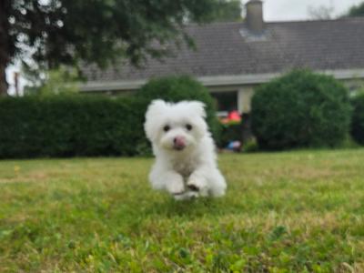 Gorgeous male Maltese puppies for sale in Limerick - looking for the Next Chapter in Their Lives ❤️