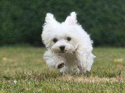 Gorgeous male Maltese puppies for sale in Limerick - looking for the Next Chapter in Their Lives ❤️