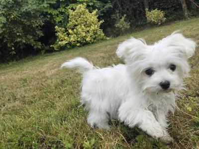 Gorgeous male Maltese puppies for sale in Limerick - looking for the Next Chapter in Their Lives ❤️