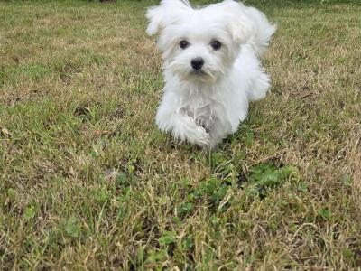 Gorgeous male Maltese puppies for sale in Limerick - looking for the Next Chapter in Their Lives ❤️