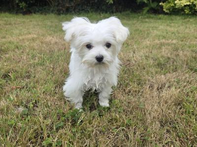 Gorgeous male Maltese puppies for sale in Limerick - looking for the Next Chapter in Their Lives ❤️