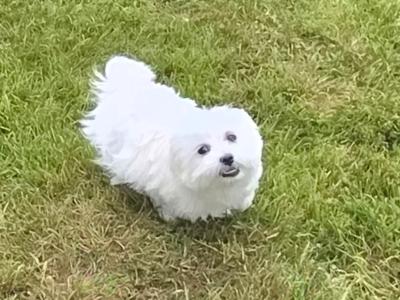 Gorgeous male Maltese puppies for sale in Limerick - looking for the Next Chapter in Their Lives ❤️