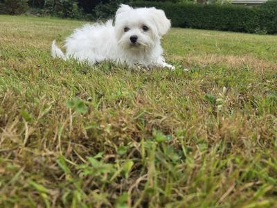 Gorgeous male Maltese puppies for sale in Limerick - looking for the Next Chapter in Their Lives ❤️