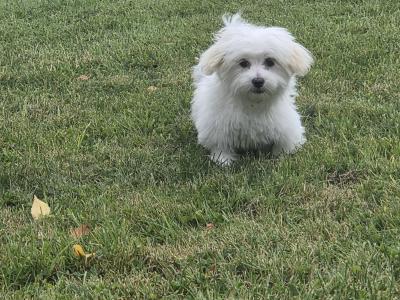 Gorgeous male Maltese puppies for sale in Limerick - looking for the Next Chapter in Their Lives ❤️