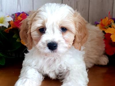 Vet checked, Child Friendly Cavachon puppies in Limerick