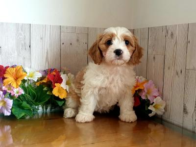 Vet checked, Child Friendly Cavachon puppies in Limerick