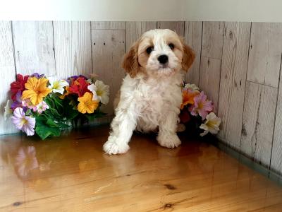 Vet checked, Child Friendly Cavachon puppies in Limerick