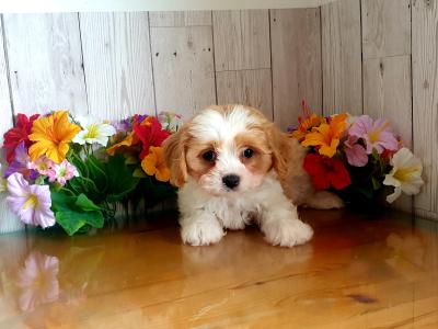 Vet checked, Child Friendly Cavachon puppies in Limerick