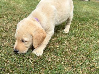Gorgeous Golden Retriever-Labrador puppies in Kildare