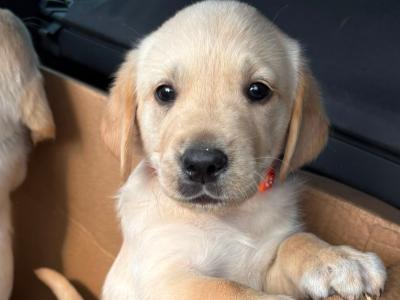 Gorgeous Golden Retriever-Labrador puppies in Kildare