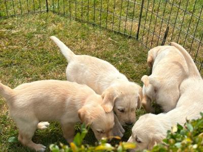 Gorgeous Golden Retriever-Labrador puppies in Kildare