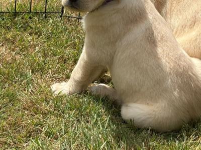 Gorgeous Golden Retriever-Labrador puppies in Kildare