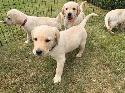 Gorgeous Golden Retriever-Labrador puppies in Kildare