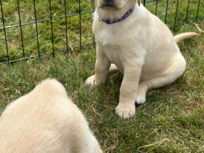 Gorgeous Golden Retriever-Labrador puppies in Kildare