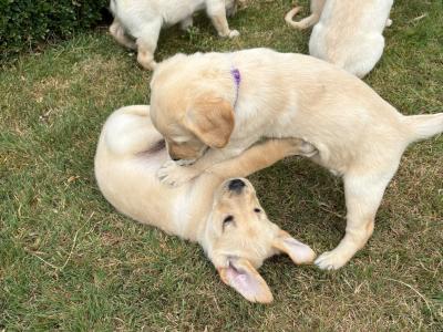 Gorgeous Golden Retriever-Labrador puppies in Kildare